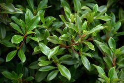 Coprosma dodonaeifolia in Auckland Botanic Gardens 01.jpg