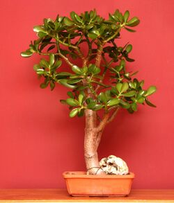 Indoor bonsai jade plant