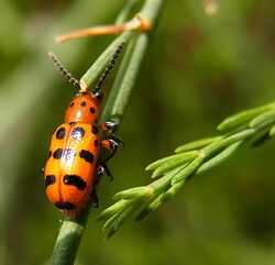 Crioceris quatuordecimpunctata up.jpg