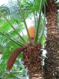 Cycas circinalis.jpg