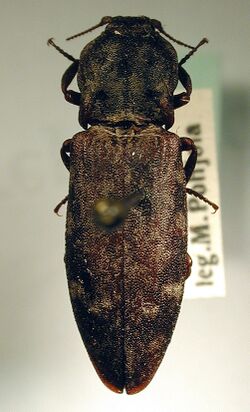 Danosoma conspersa.jpg