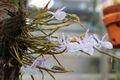 Dendrobium gamblei 001 GotBot 2017.jpg