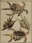 Die Flügelschnecken (Strombea) - in Abbildungen nach der Natur mit Beschreibungen (1845) (20292539754).jpg