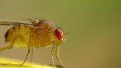 Drosophila immigrans side on (14412343468).jpg