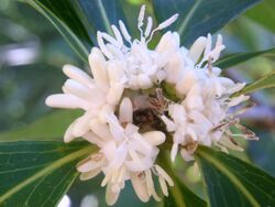 Eidothea hardeniana flower multi.JPG