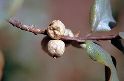 Elaeagnus commutata USDA2.jpg