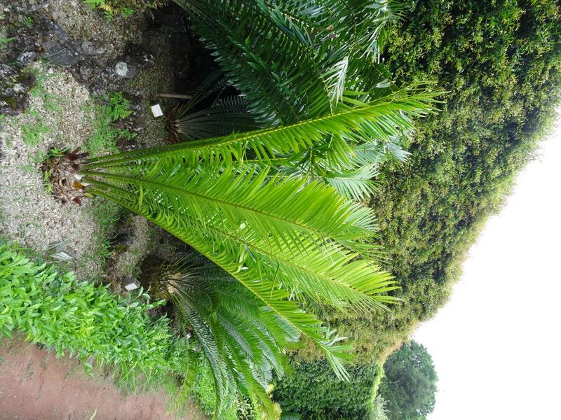 File:Encephalartos ituriensis furnas 2015.jpg