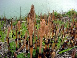 Equisetum arvense fr.jpg