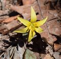 Erythronium rostratum Arkansas.jpg