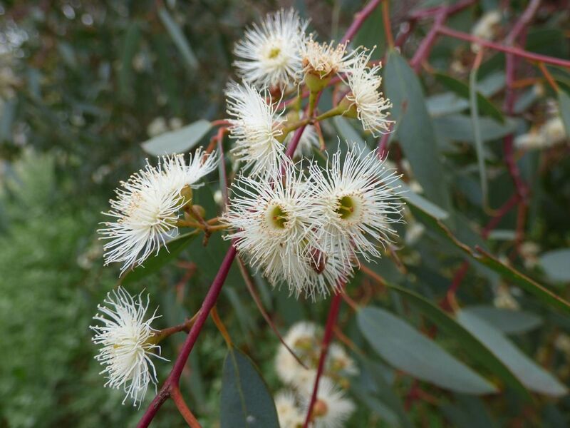File:Eucalyptus camaldulensis flowers.jpg