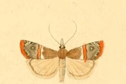 Euchromius ramburiellus.JPG