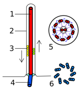 Eukarya Flagella.svg