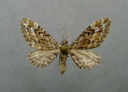 Eupithecia nanata01.JPG