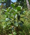 Ficus callosa plant.jpg