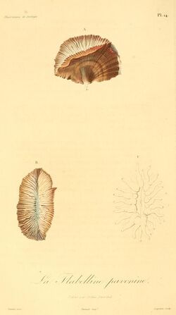 Flabellum pavoninum 1831.jpg