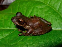 Flectonotus pygmaeus01.jpg