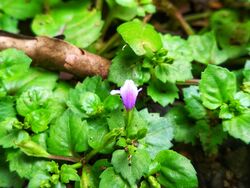 Flower of Lindernia crustacea.jpg