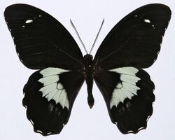 Forest Giant (Papilio gambrisius) (8421165418).jpg