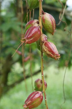 Fruits of Putat (Barringtonia racemosa).JPG