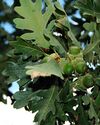 Gambel oak leaves.jpg