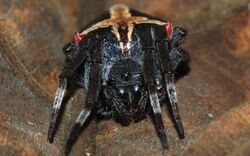 Garden Spider (Parawixia dehaani) (8752762063).jpg