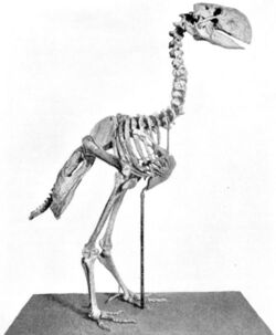 Gastornis skeleton.jpg