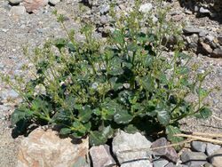 Gilia latifolia 10.jpg