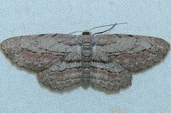 Glena plumosaria - Dainty Gray Moth (16083111121).jpg