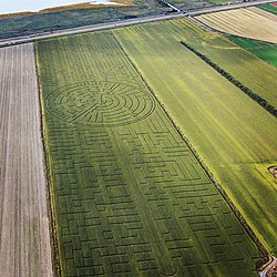 A bird's-eye-view of a rectangular plot of land with a corn maze on it. The center of the plot has a circular maze, while the rest has right-angled turns.