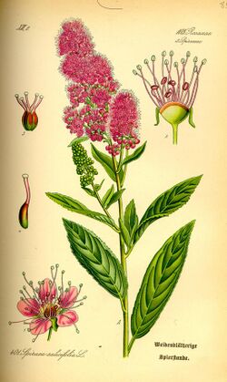 Illustration Spiraea salicifolia0.jpg