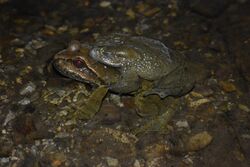 Interspecific Amplexus Himalayan Toad Himalayan Paa Frog