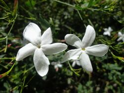 Jasminum grandiflorum (Oleaceae).jpg