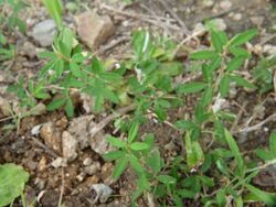 Kummerowia striata (Lespedeza striata).JPG