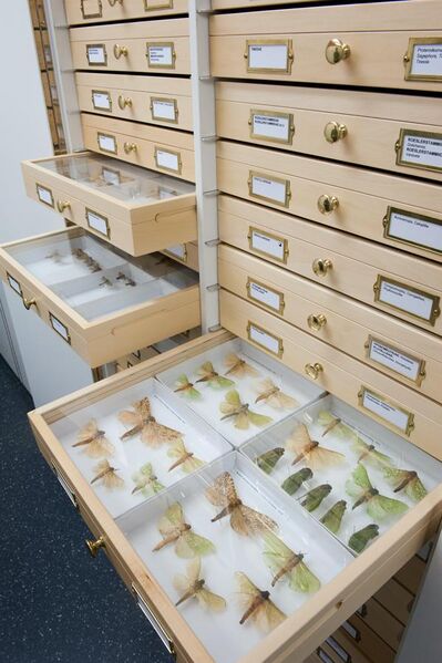 File:LU-Entomology Research Collection-2015-08 DSC8933.jpeg