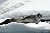 Leopard seal basking on Iceberg.jpg