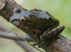 Leptopelis millsoni (10.3897-zse.90.7120) Figure 2 (cropped).jpg