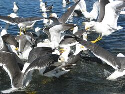 Lesser Black-backed Gulls.jpg