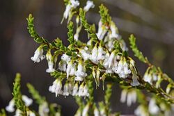 Leucopogon woodsii.jpg