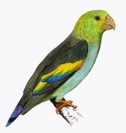 Lilac-tailed Parrotlet.JPG