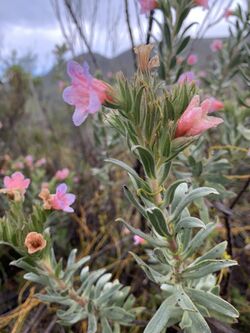 Lobostemon curvifolius.jpg