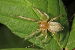 Long-legged Sac Spider - Cheiracanthium sp., Pateros, Washington.jpg