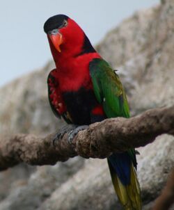 Lorius lory -Newport Aquarium-8a-2c.jpg