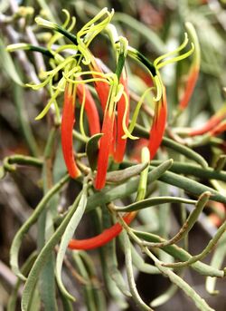 Photograph of elongated red flowers