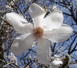 Magnolia salicifolia flower 2.jpg