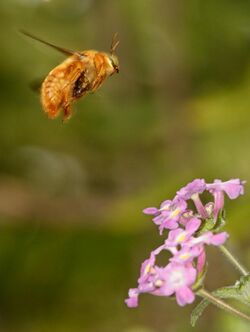 Male valley carpenter bee in flight with flower.jpg