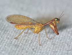 Mantidfly - Leptomantispa pulchella (wicked funky cool) (29030960877).jpg