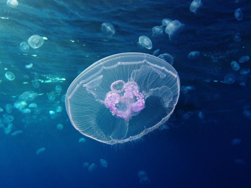File:Moon jellyfish at Gota Sagher.JPG