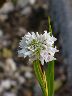 Neobenthamia gracilis - Flickr 003.jpg