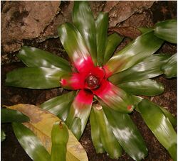 Neoregelia carolinae BotGardBln310505a.jpg