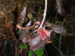 Nepenthes hamata12.jpg